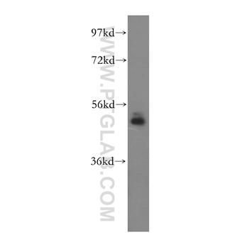 NUDCD3 Rabbit Polyclonal Antibody (11764-1-AP)