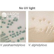 HardyCHROM™ Vibrio