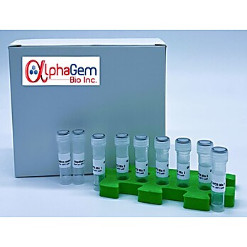 Uracil Template Preparation Kit