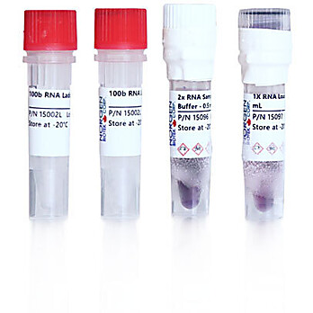 100b RNA Ladder