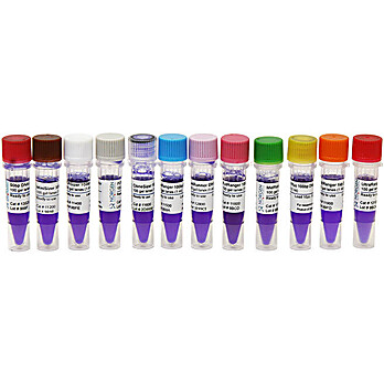 50 bp DNA Ladder