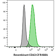 CD63 Recombinant Monoclonal Mouse Antibody (2304.63) – Biotium Choice