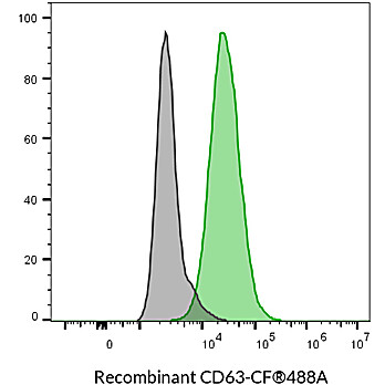 CD63 Recombinant Monoclonal Mouse Antibody (2304.63) – Biotium Choice