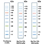 Peacock™ Prestained Protein Marke