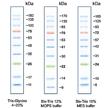 Peacock™ Prestained Protein Marke