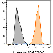CD81 Recombinant Monoclonal Mouse Antibody (2304.81) – Biotium Choice
