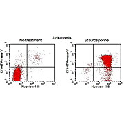 NucView® 405 Caspase-3 Substrate, 1 mM in 1X PBS