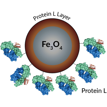 PuroMAG Protein L Magnetic Beads