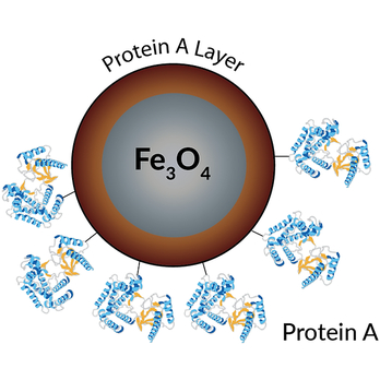 PuroMAG Protein A Magnetic Beads