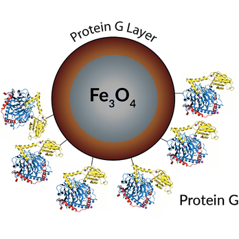 PuroMAG Protein G Magnetic Beads