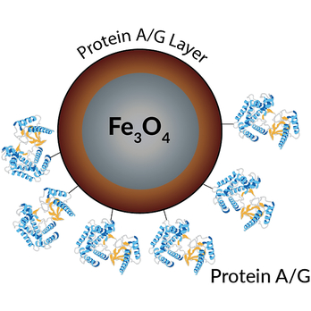 PuroMAG Protein A/G Magnetic Beads