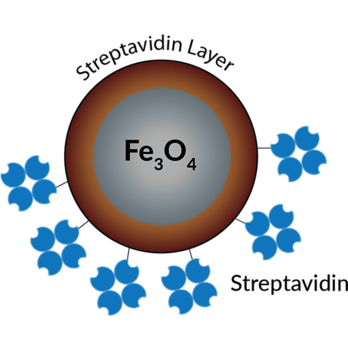 Streptavidin Magnetic Beads