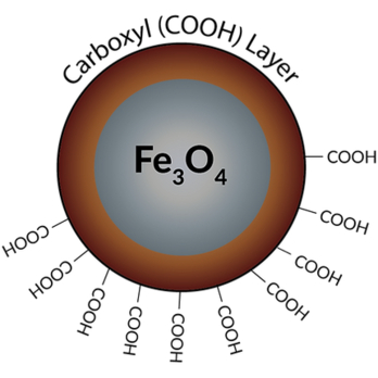 Carboxyl Magnetic Beads