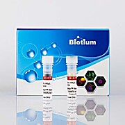 CellBrite™ Steady Membrane Staining Kit