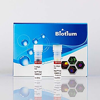 CellBrite™ Steady Membrane Staining Kit