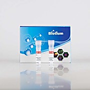 ExoBrite™ CD81 Western Antibody