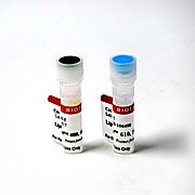 LipidSpot™ 488 Lipid Droplet Stain