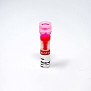 Neuro-DiI in vegetable oil 200uL