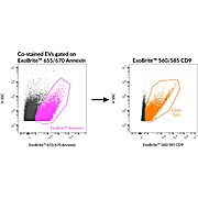 ExoBrite™ CD9 Flow Antibody