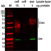 ExoBrite™ CD9 Western Antibody