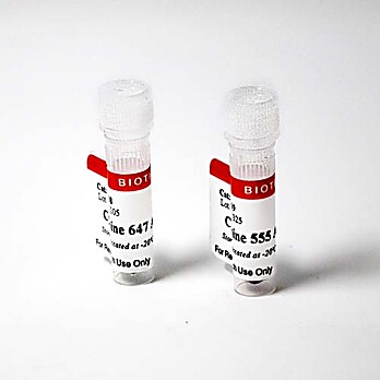 Cyanine Dye Aminooxy