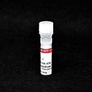 Calcein AM Cell Viability Assay Kit (1000 assays)