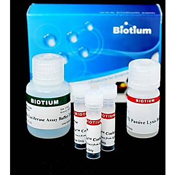 Renilla Luciferase Assay Kit 2.0