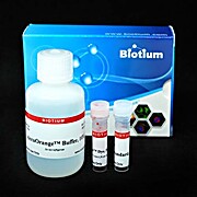 AccuOrange™ Protein Quantitation Kit