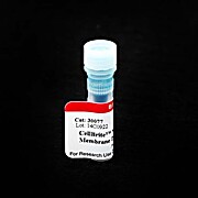 CellBrite® NIR Cytoplasmic Membrane Dyes