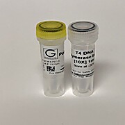 T4 DNA Polymerase