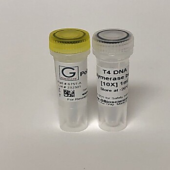 T4 DNA Polymerase