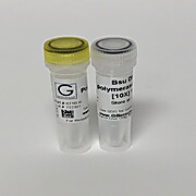 Bsu DNA Polymerase, Large Fragment