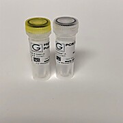 High Fidelity DNA Polymerase