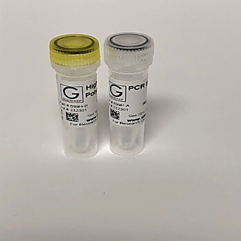 High Fidelity DNA Polymerase