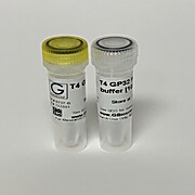 T4 GP32 Protein