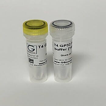 T4 GP32 Protein