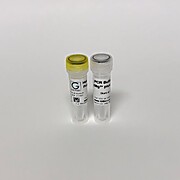 Hot Start Taq DNA Polymerase