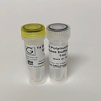 T4 Polynucleotide Kinase (PNK)