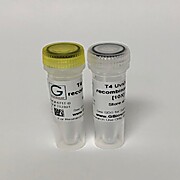 T4 UvsX DNA Recombinase