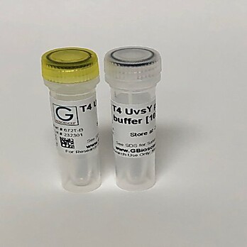 T4 UvsY Protein