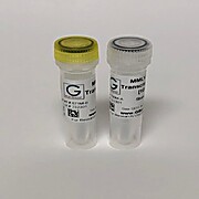 Reverse Transcriptase