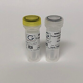 Reverse Transcriptase