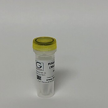 RNase Inhibitor (Murine)