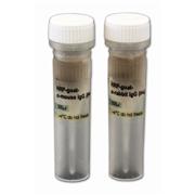 HRP-Conjugated Secondary Antibodies