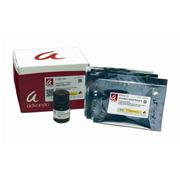 AdvanStain™ Scarlet™ Protein Stain