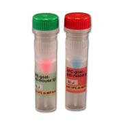 Fluorescent Secondary Antibodies