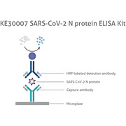 SARS-CoV-2 N protein SARS-CoV-2 N protein ELISA Kit