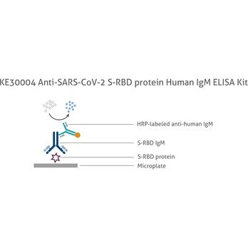    Anti-SARS-CoV-2 S-RBD protein Human IgM ELISA Kit