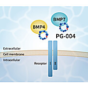 Noggin-Like Peptide