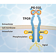 TPO Alternative Peptide